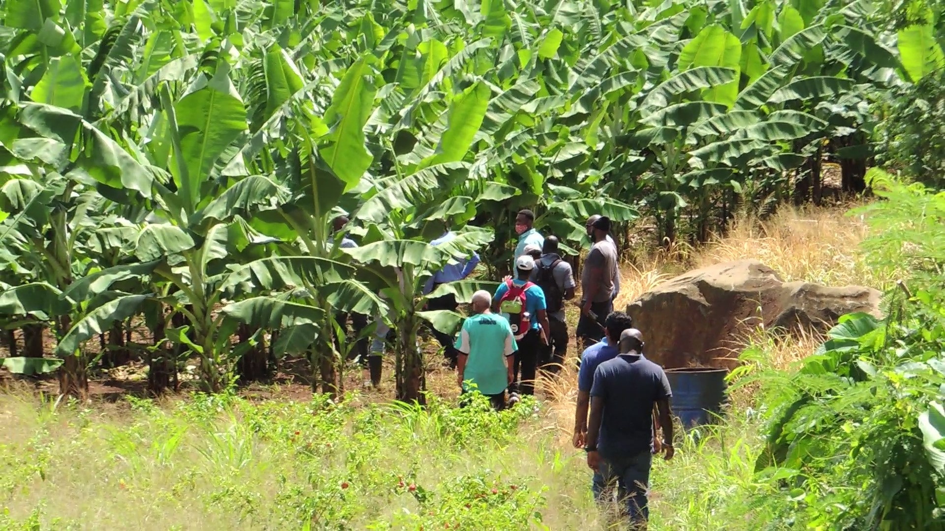 Pest And Disease Management In Banana Production - REAL FM GRENADA
